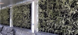 دیوار سبز فضای شهری و عمومی 4 دیوار سبز آپارتمانی شرکت گل آويز 20200526 133321