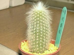 دیوار سبز گل آویز Cleistocactus strausii HEESE BACKEB. 01