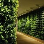 دیوار سبز گل آویز green wall divar sabz golavi.ir 3